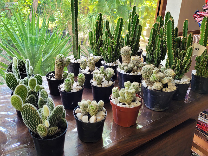 planta-cactus00